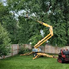 How Our Tree Care Process Works  in Newark, CA